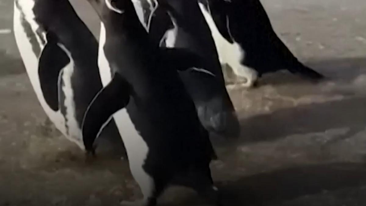 sase pinguini salvati din plase de pescuit s au intors in apele argentinei