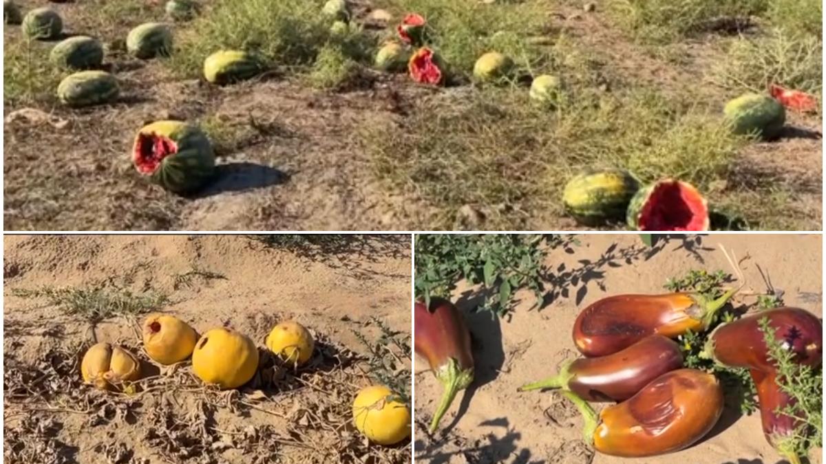 campuri intregi din oltenia cu pepeni si vinete aruncate recoltarea a ajuns sa coste atat de mult ca fermierii au abandonat culturile