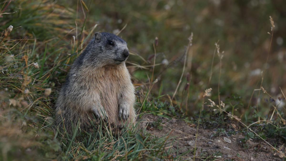 marmotă alpină