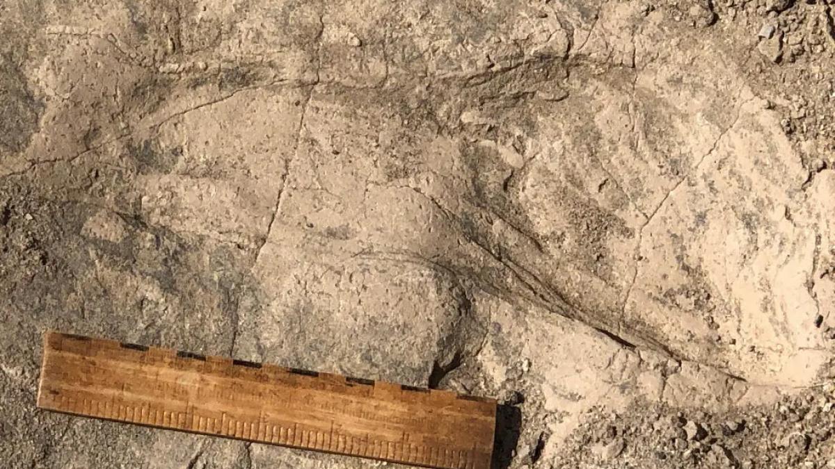 niste urme de pasi vechi de 1 4 milioane de ani ne arata o ruda a omului mult mai mare decat credeam
