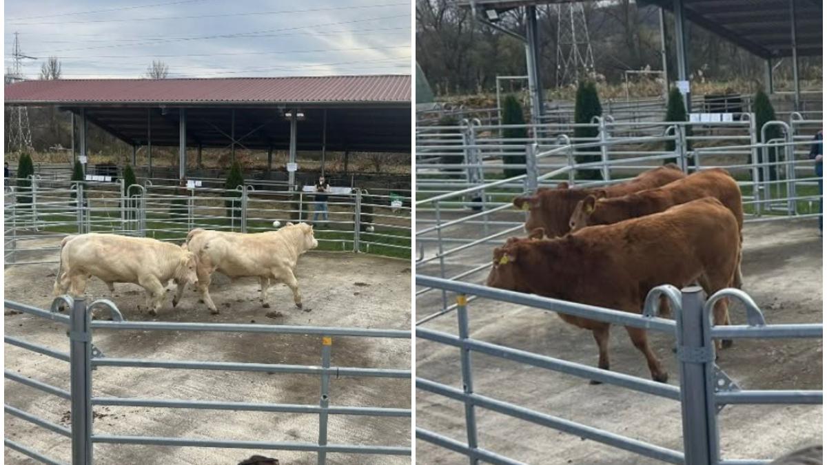 prima licitatie din romania pentru taurii din rasele limousine si charolaise in franta un exemplar se vinde la pret de limuzina