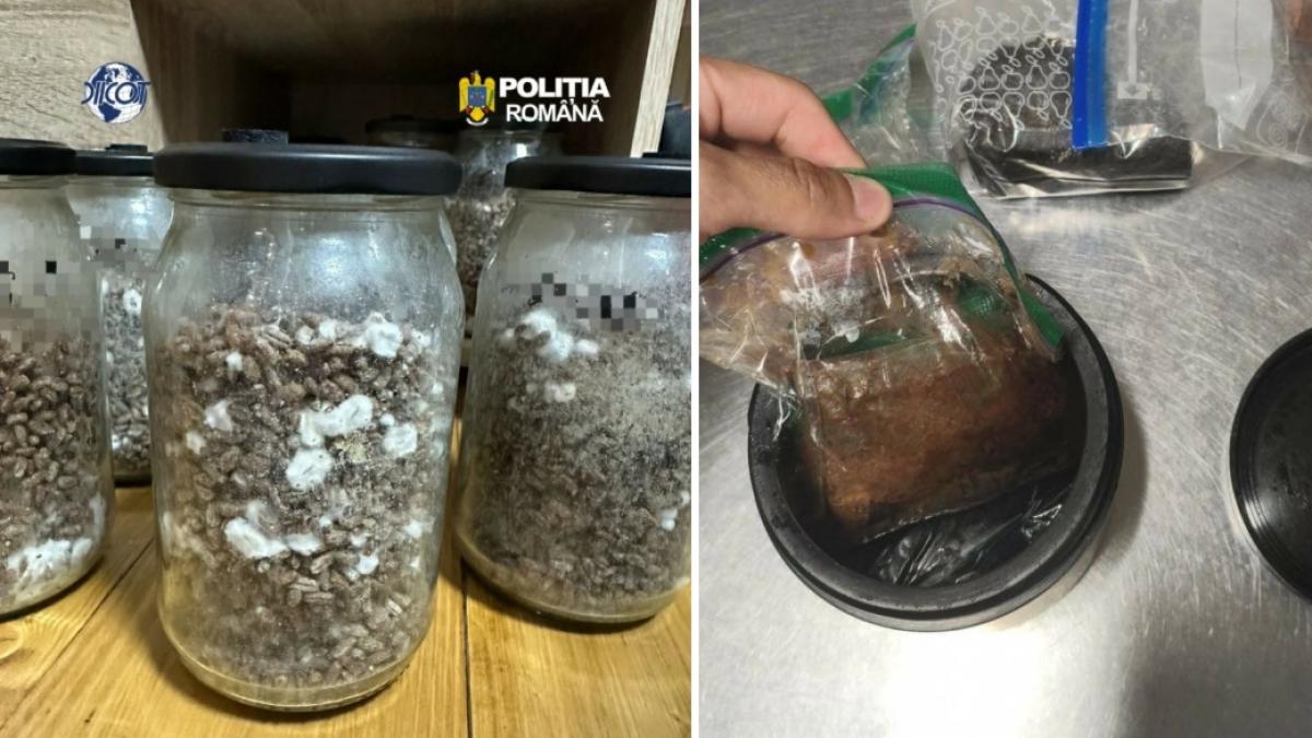 descinderi la o grupare din hunedoara care vindea droguri inclusiv ayahuasca acestea urmau sa fie folosite in ritualuri cu samani