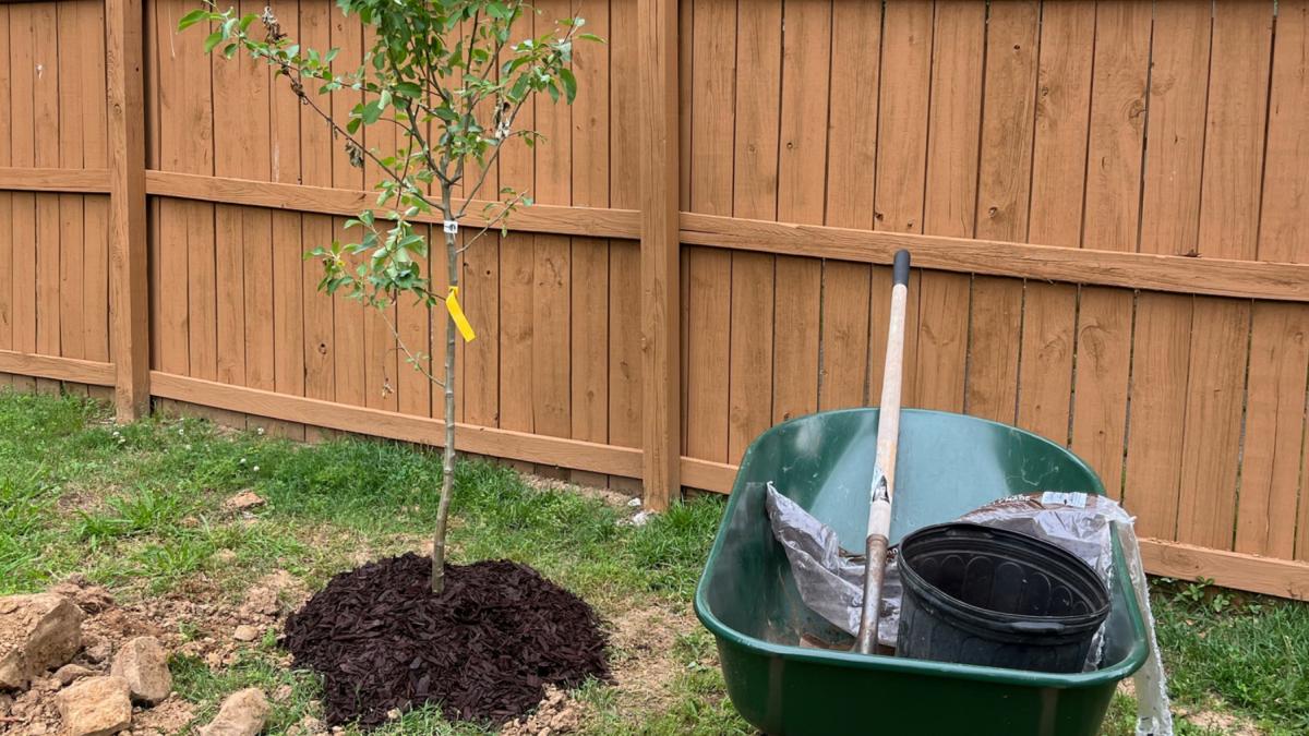 la ce distanta de gard poti planta copaci si ce faci daca arborele vecinului depaseste linia de hotar spre curtea ta cand se da amenda