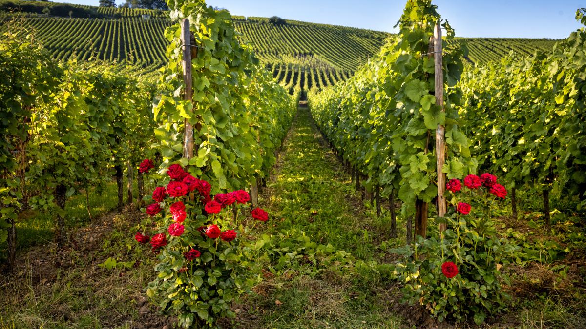 trandafiri iat de vie podgorie planta martor santinela daunatori