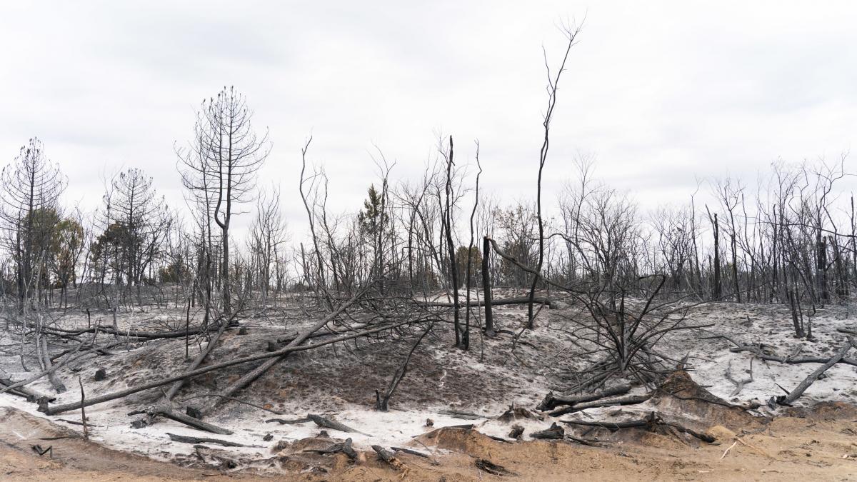 incendiile au facut scrum o rezervatie unica de la granitele romaniei silvicultorii sarbi au acum o dilema ce arbori pot supravietui