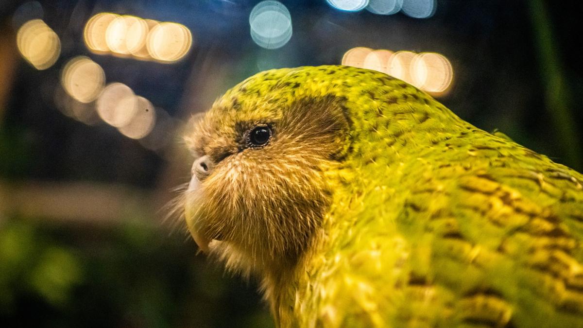 papagal kakapo