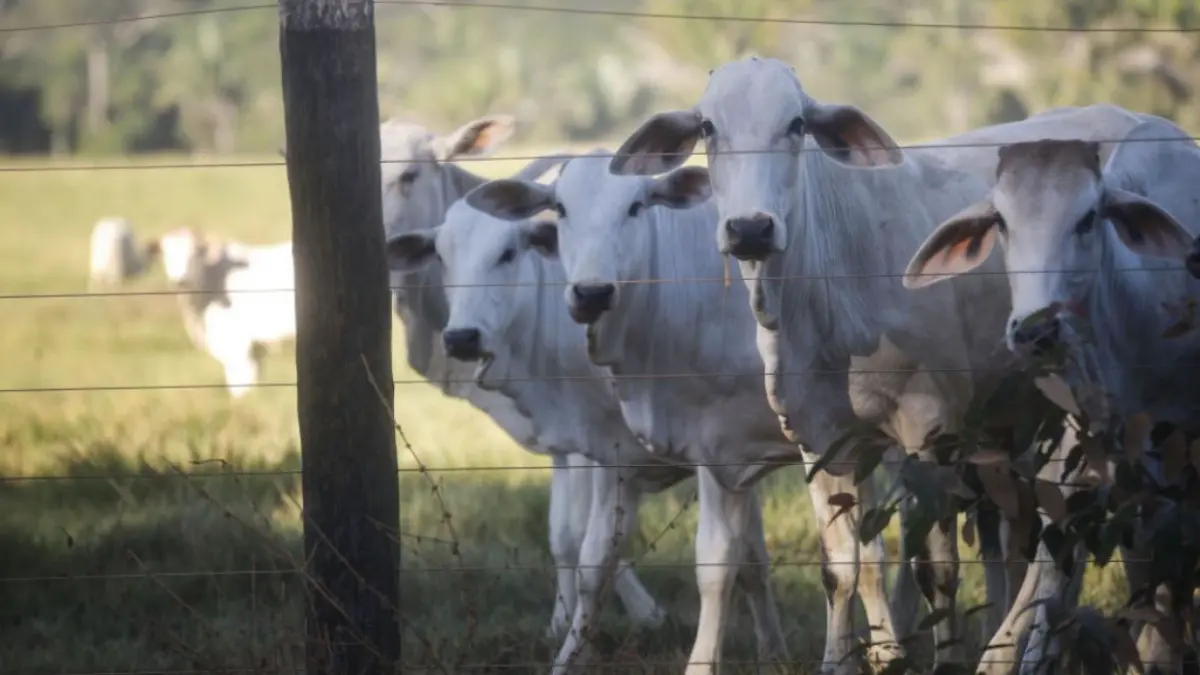ue suspenda importurile de carne oua si miere din brazilia