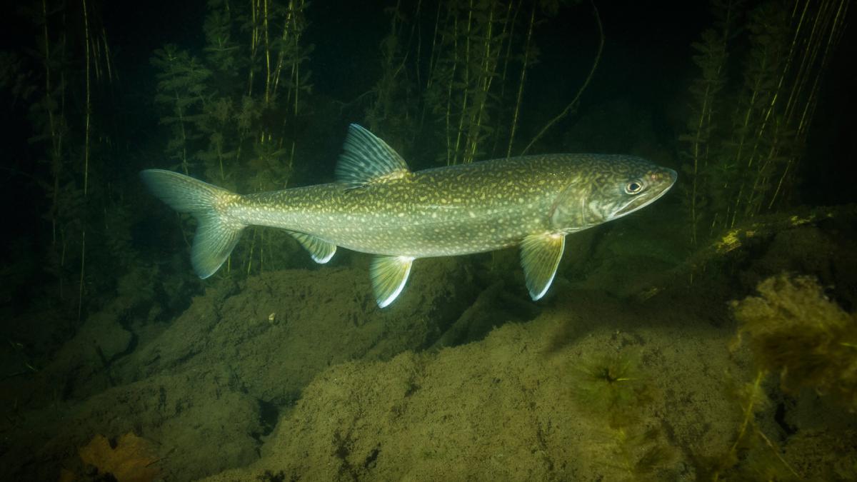 intre 1976 si 1993 intr un lac din ontario s a turnat acid sulfuric pana la un ph de 5 2 de atunci apa si a revenit dar pestii nu