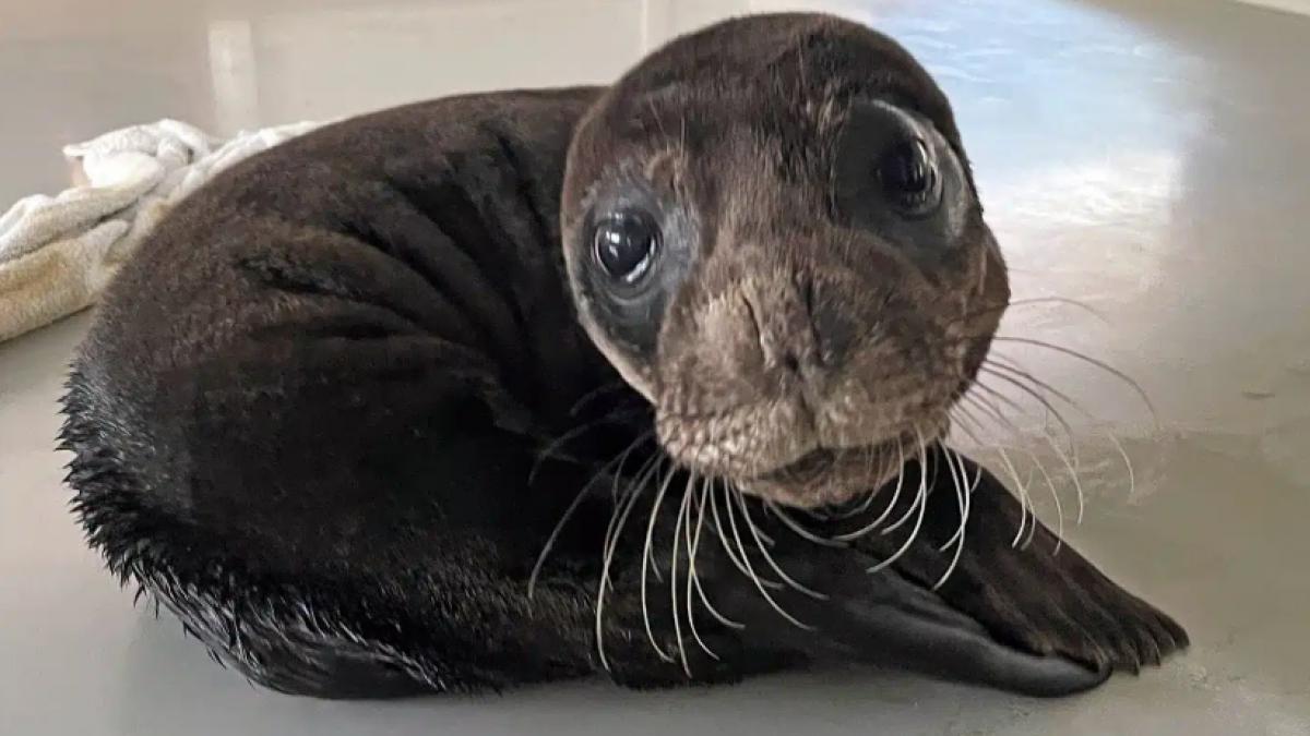 ratacea din plaja in plaja cautandu si mama printre turisti in grecia puiul de foca alexis a fost salvat dupa ce a ramas fara puteri