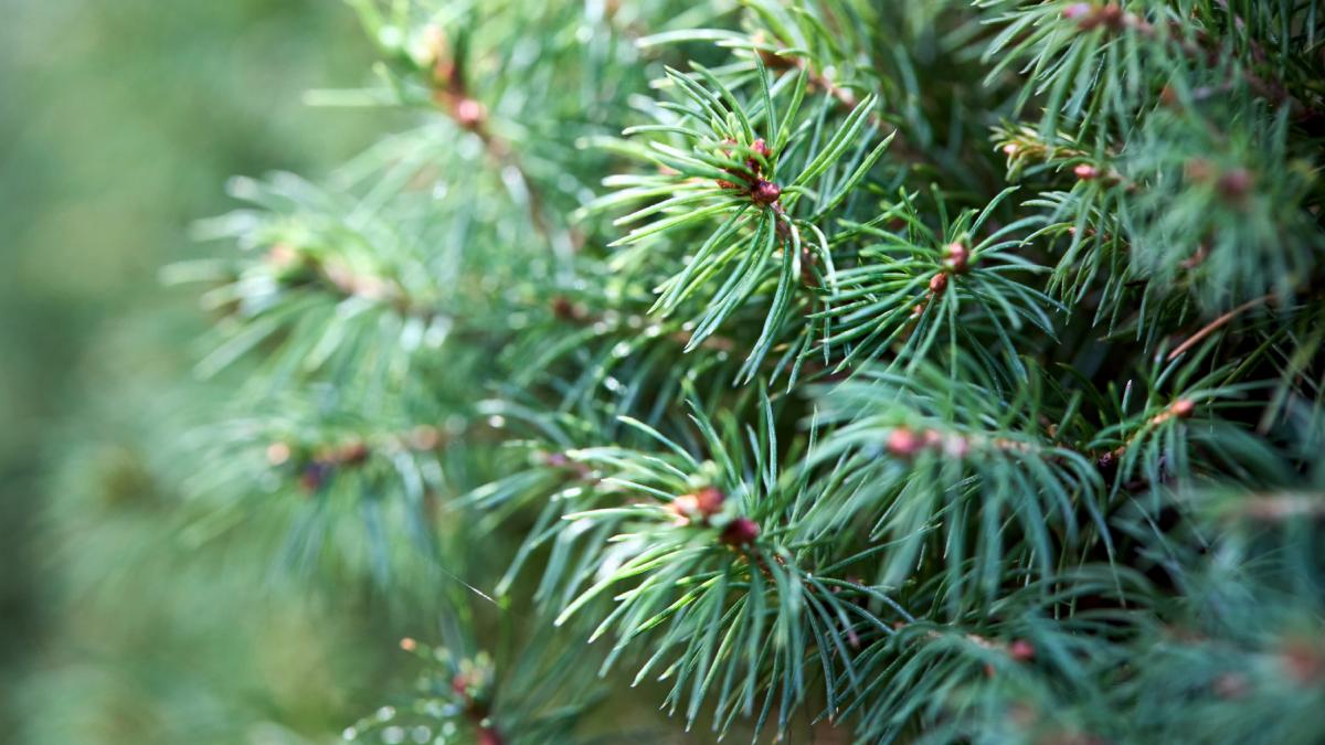 in anii 1930 canada a plantat molizi pe pajistile native desi copacii au apoi fost taiati natura nu s a regenerat nici dupa decenii