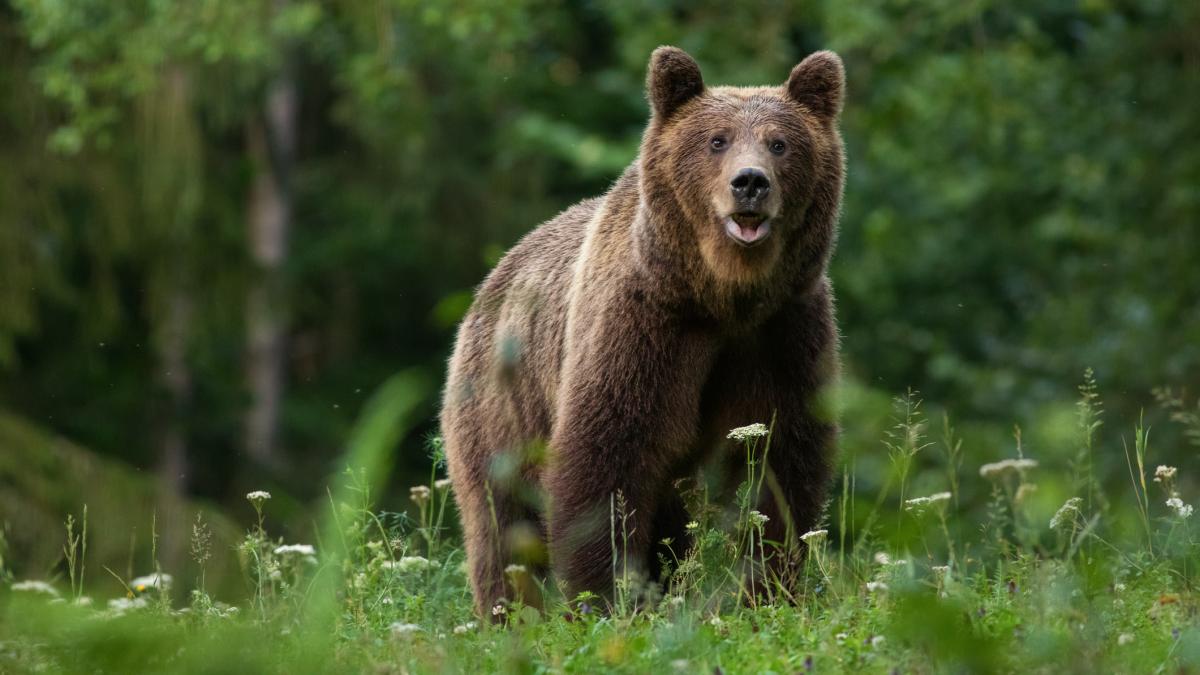poza in care apare un urs la marginea unei paduri - GettyImages-1017220160