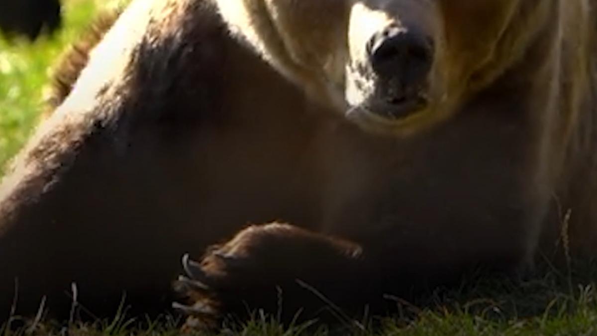 scene de groaza pe un drum din mures un barbat a fost atacat de un urs pe dn 13a dupa ce masina in care se afla a lovit animalul