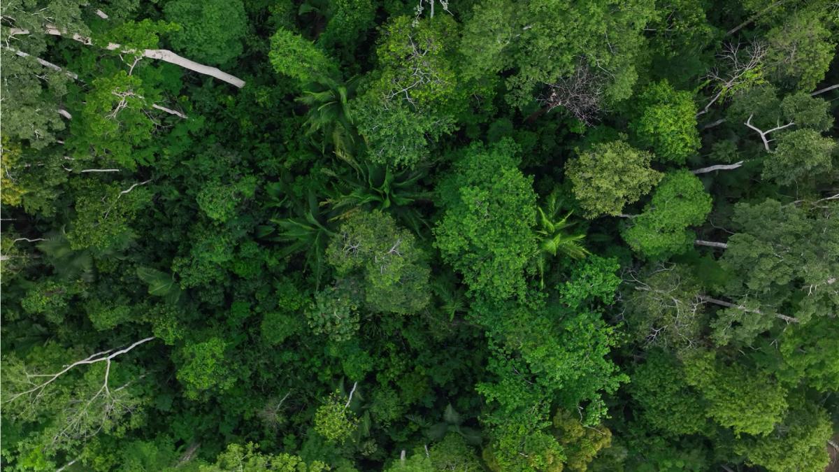 padure virgina tropicala amazon
