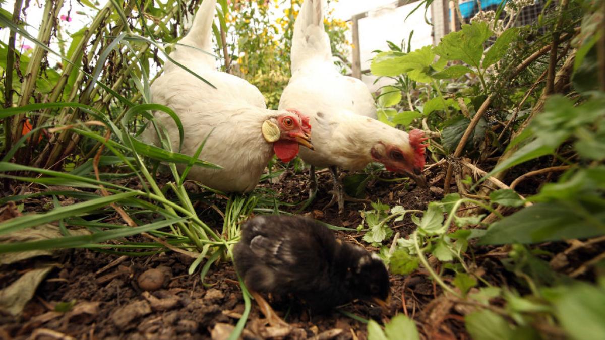 rusii vin cu gainile dupa ei un decret impune inregistrarea animalelor inclusiv a camilelor si renilor scene desprinse din gogol