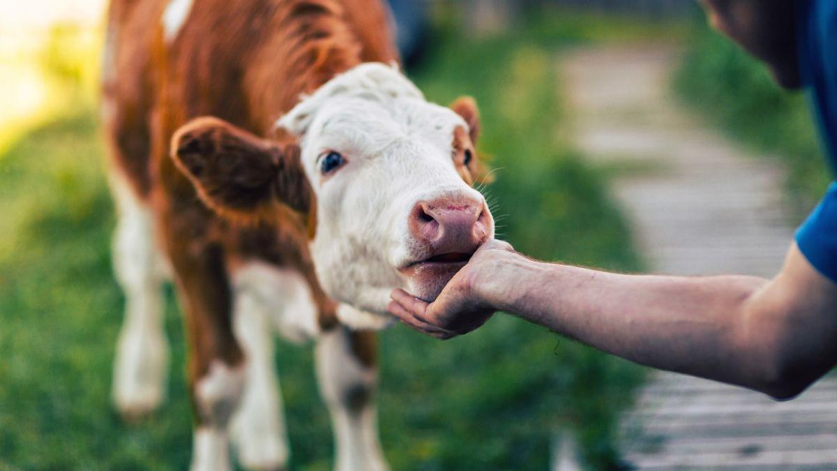 vaca