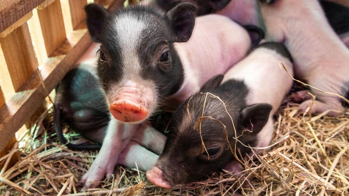 pui de porc