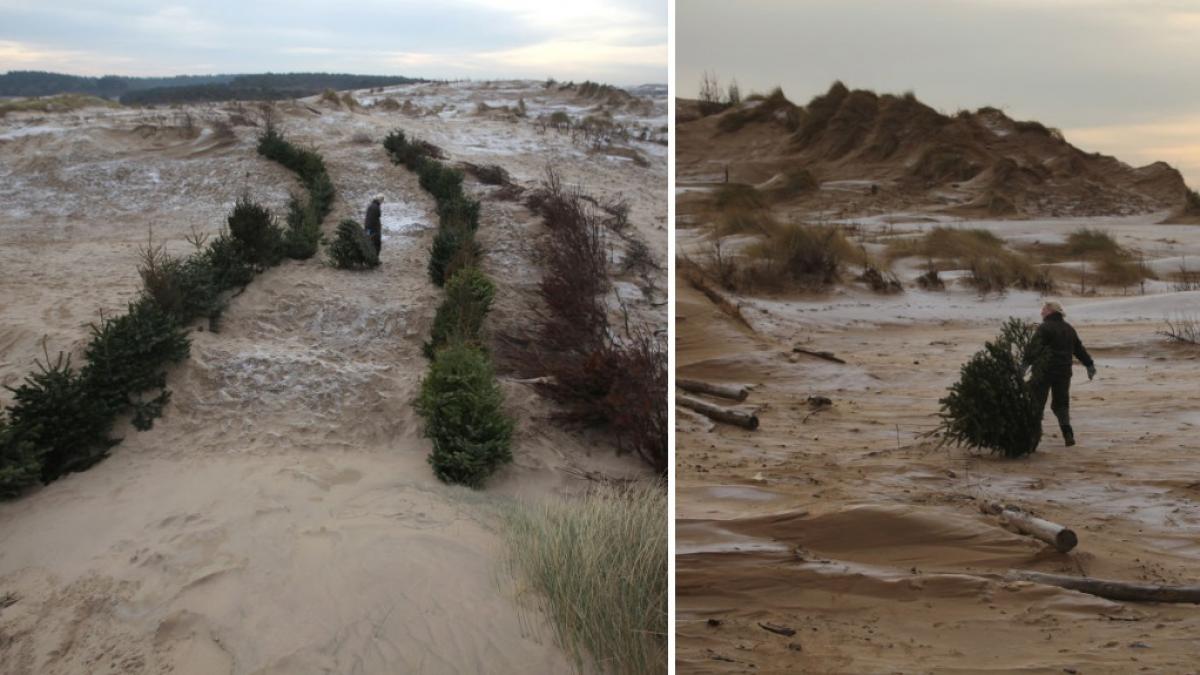 in 2013 pe o plaja au fost plantati brazi de craciun ca sa opreasca furtunile de nisip in 2026 noile dune salveaza casele de viituri
