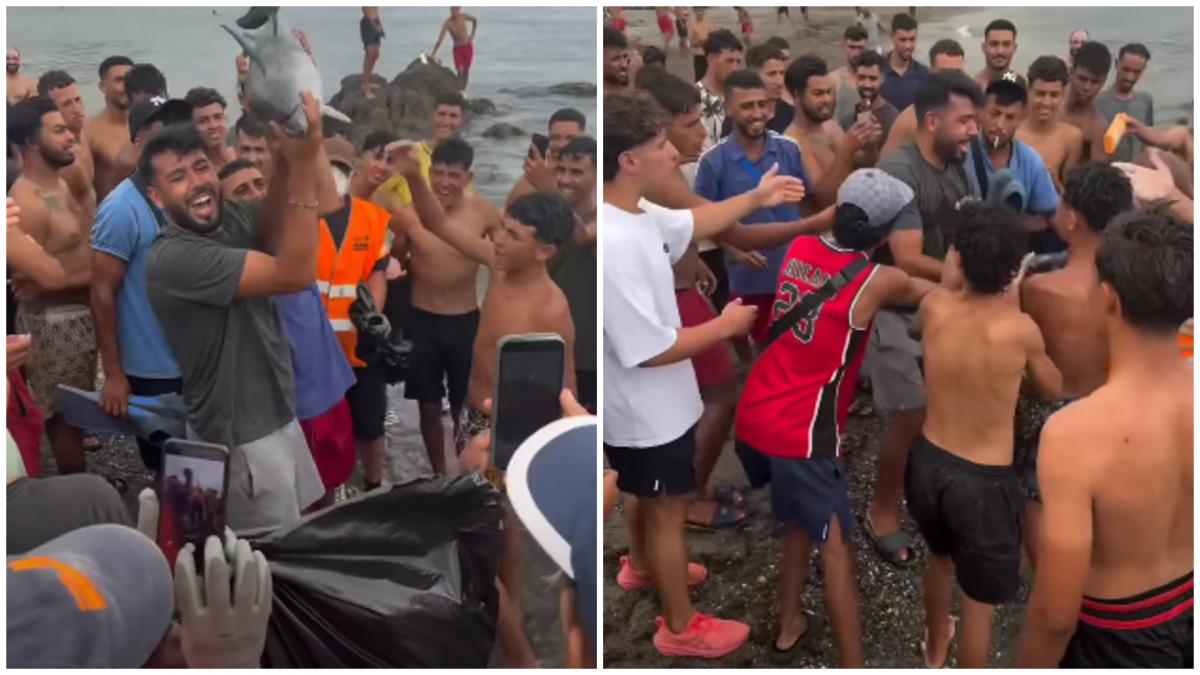 revolta in spania dupa ce un pui de delfin a fost ucis pe plaja din ceuta unde se afla taberele de migranti