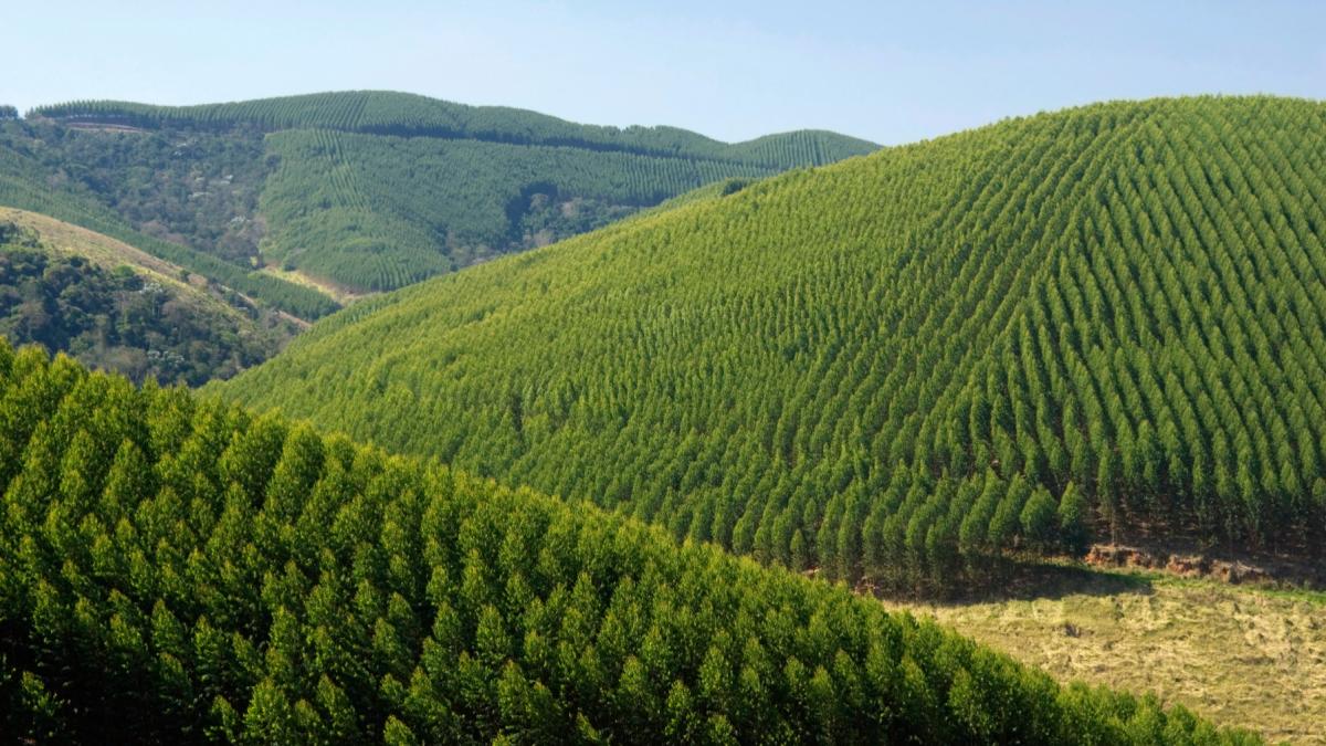 padure plantatie copaci arbori eucalipt brazilia