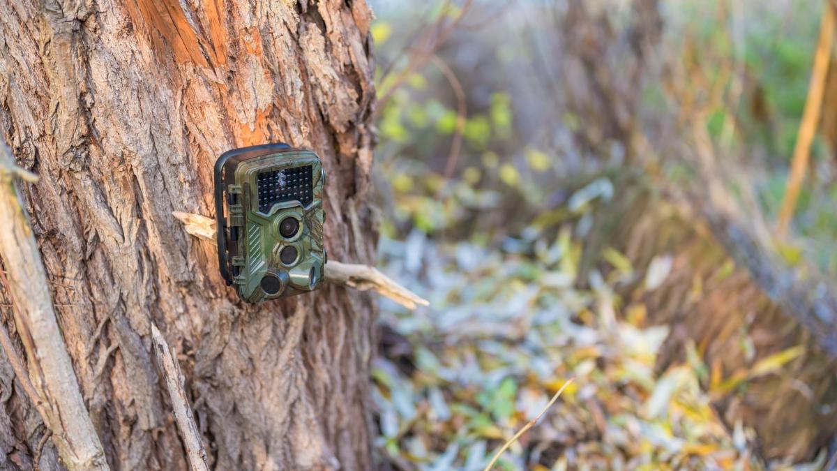 camera montata pe copac care observa lumea salbatica