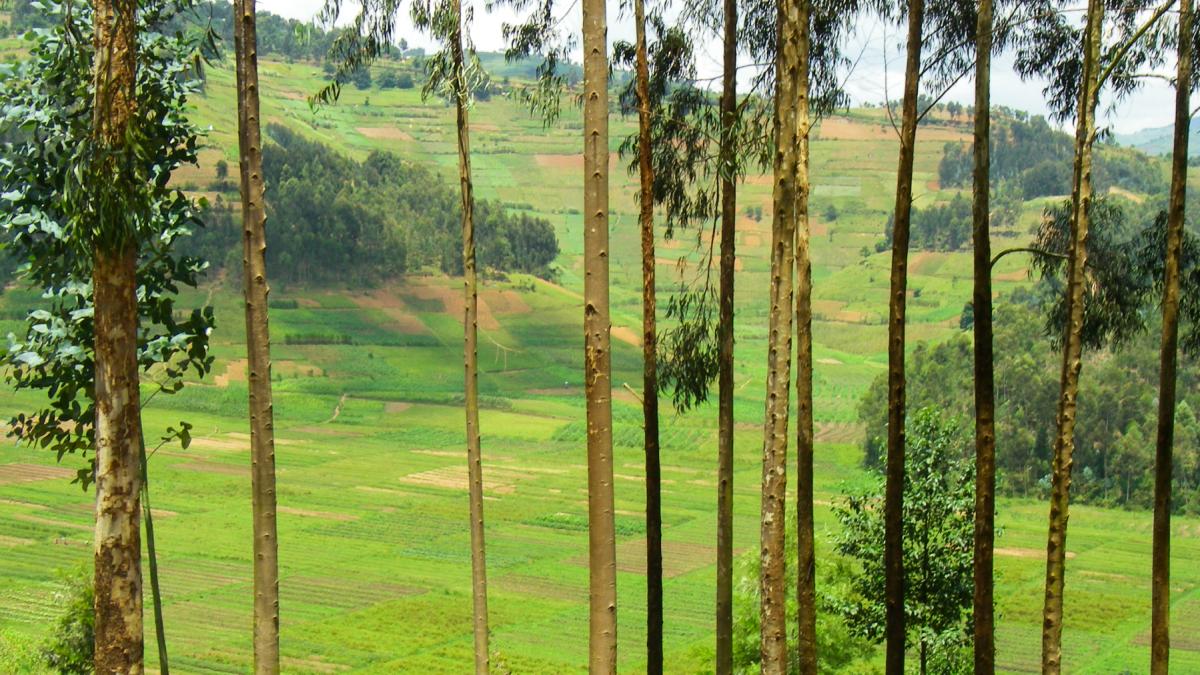 in 1933 rwanda a plantat zeci de specii de arbori exotici intr o padure dupa 90 de ani eucaliptul era copacul dominant in plantatii