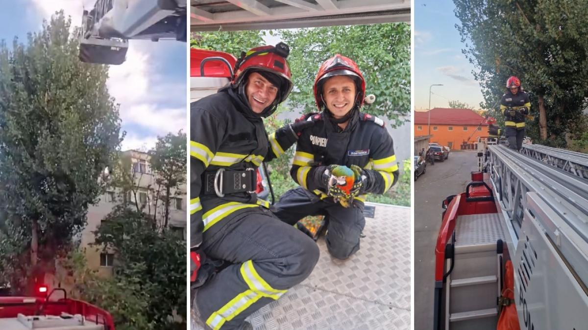 colaj cu 2 poze in care apare puiul de papagal care a evadat dintr-un apartament din Tulcea