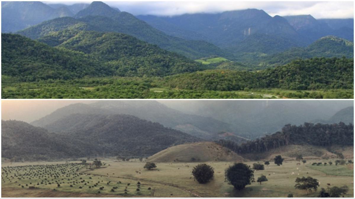 in 2001 doi soti au inceput sa cumpere pasuni abandonate in brazilia au plantat 840 000 de copaci apoi padurea atlantica s a refacut