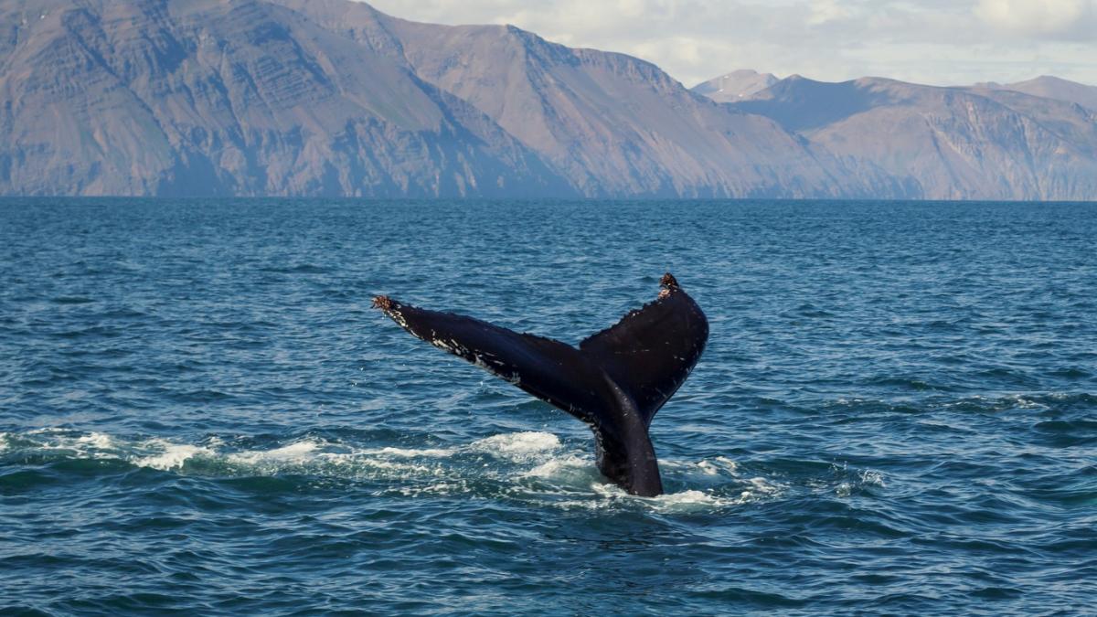 islanda interzice vanatoarea de balene dupa ani de proteste ale activistilor si vedetelor de la hollywood