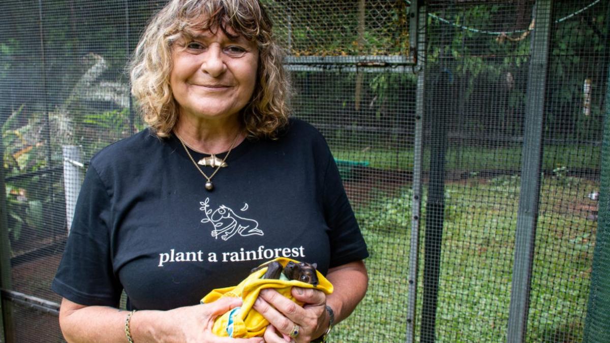 o femeie din australia a cumparat un teren defrisat ca sa l impadureasca dupa 10 ani avea o padure tropicala cu vulpi zburatoare