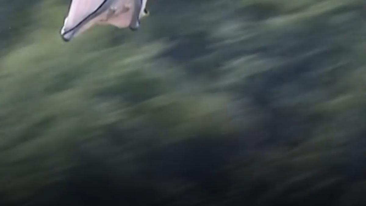 campionatul mondial de wingsuit printre muntii care au inspirat avatar sportivii au zburat cu aproape 200 km h