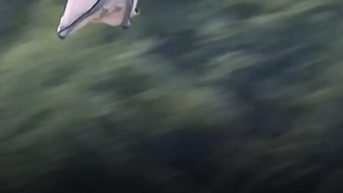 campionatul mondial de wingsuit printre muntii care au inspirat avatar sportivii au zburat cu aproape 200 km h