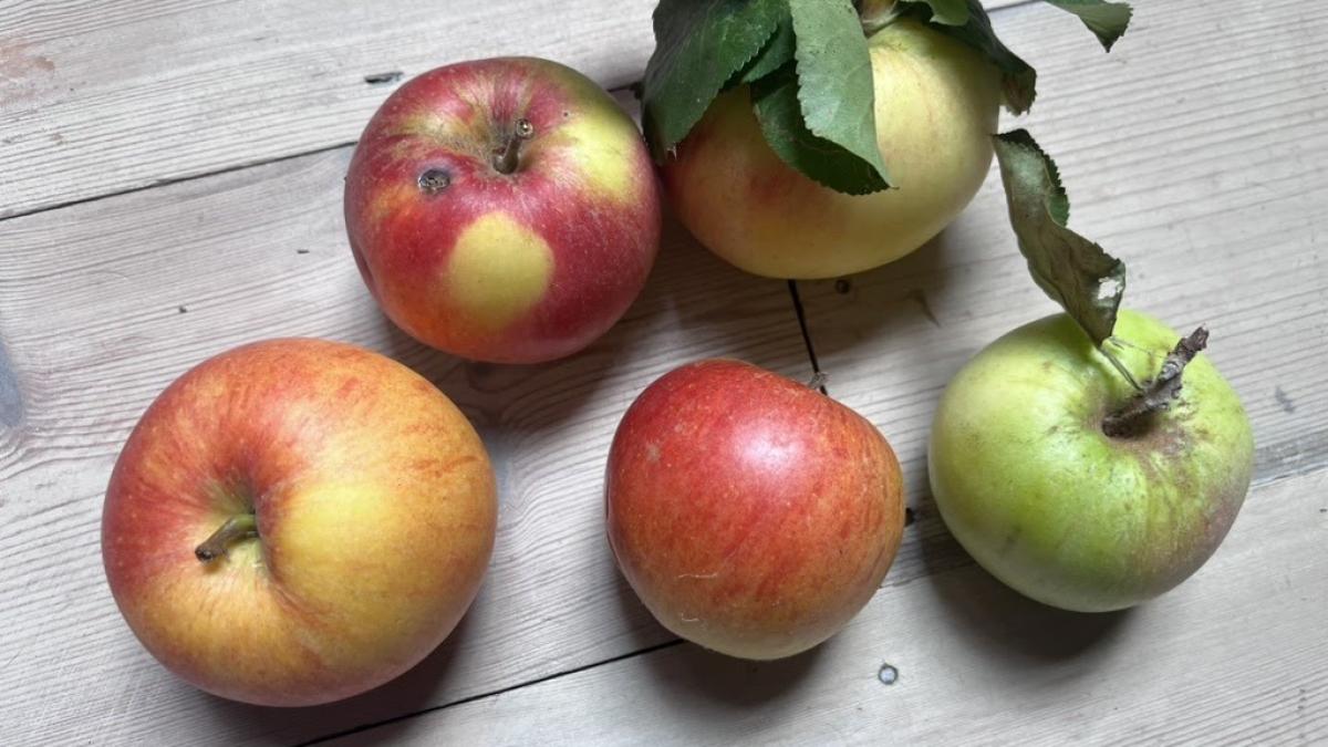 un nou soi de mere a fost descoperit dupa o donatie de fructe in marea britanie