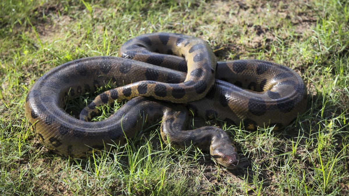 poza in care apare o anaconda