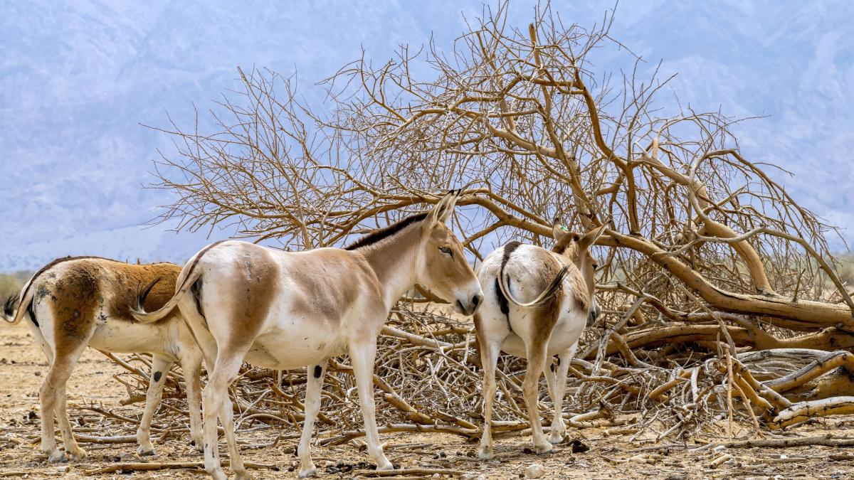 in 1982 israelul a eliberat 28 de magari in desert dupa 44 de ani a aparut o oaza in unul dintre cele mai aride locuri de pe terra