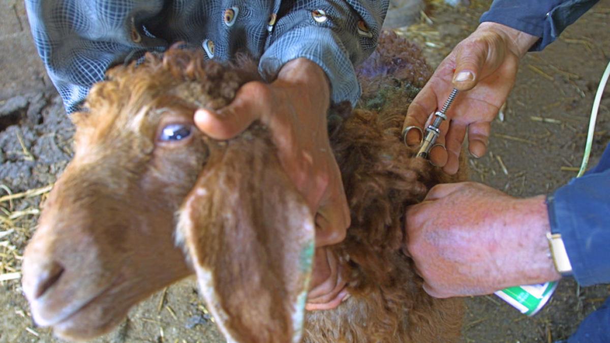 planul romaniei pentru vaccinarea animalelor contra variolei am identificat tarile cat produce de unde putem transporta