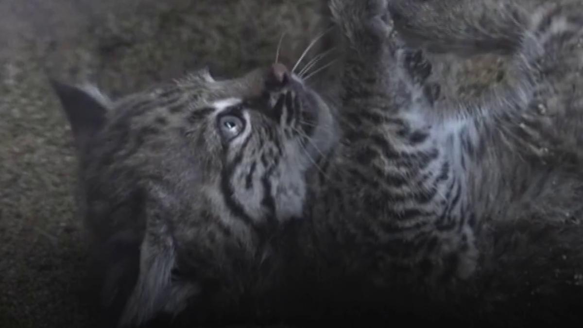 un pui de ras rosu si a facut debutul in fata vizitatorilor unei gradini zoologice din mexic