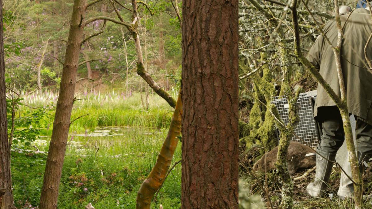 castor eliberat padure cropton forest yorkshire marea britanie