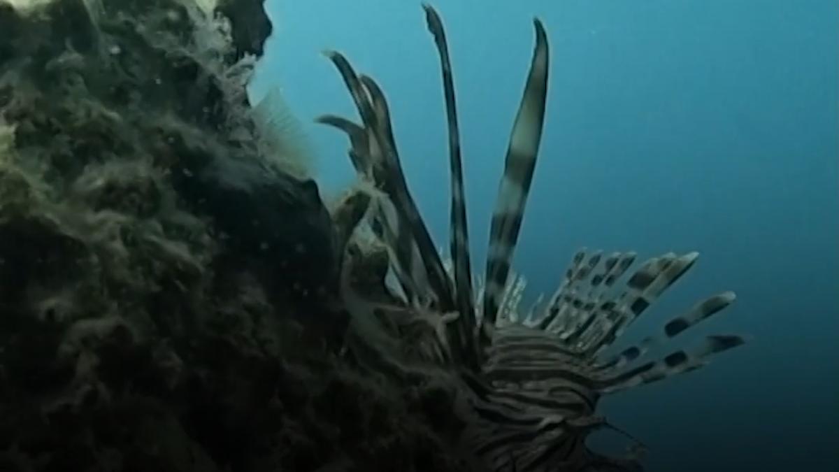 pestii leu ameninta biodiversitatea din croatia scafandrii ii captureaza cu harpoanele pentru a opri invazia