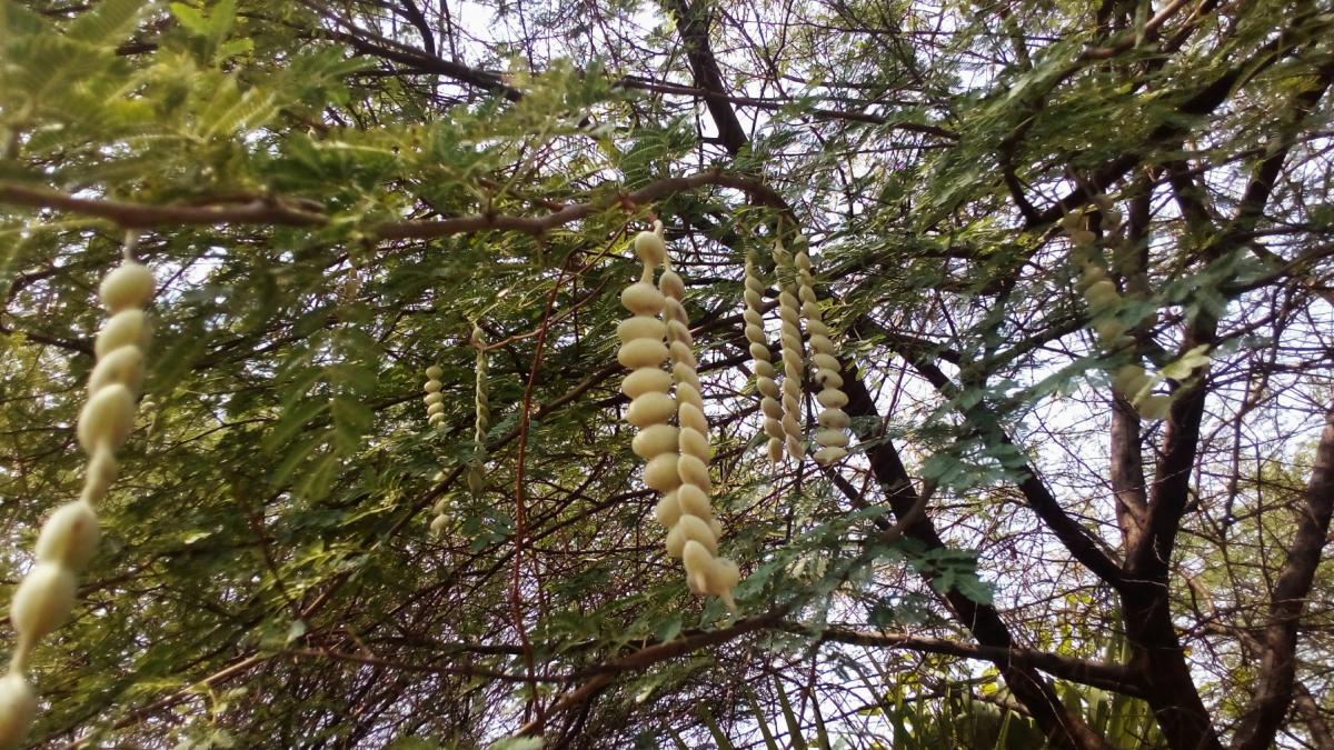 acacia senegal arbore copac arabic cauciuc