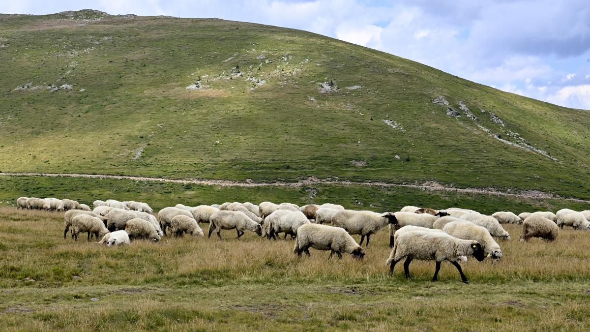 comisia europeana a aprobat planul ansvsa pentru reluarea exporturilor de ovine si caprine care sunt urmatorii pasi