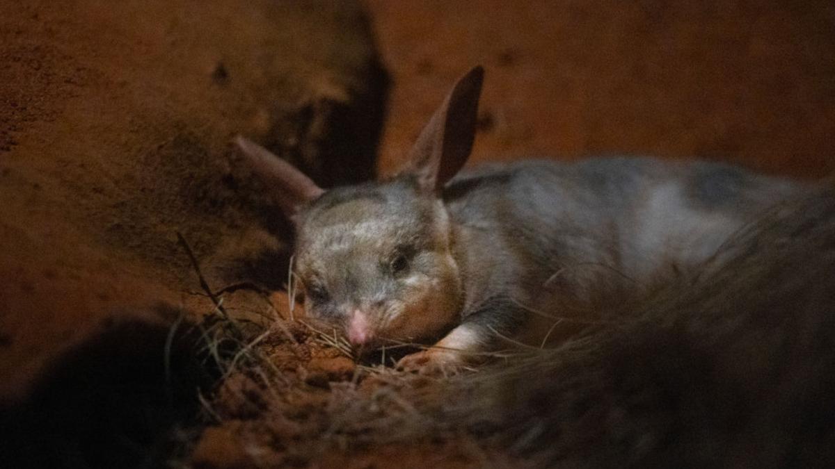 animal marsupial bilby australia