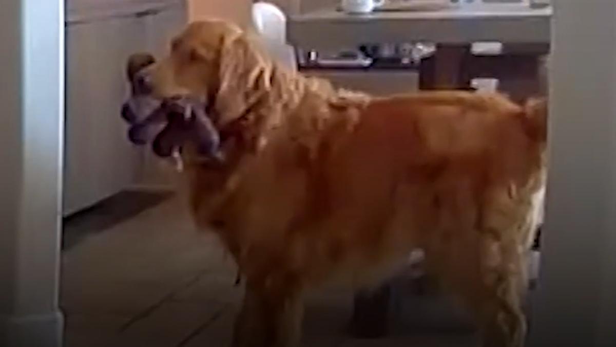 un golden retriever a devenit viral dupa ce i a dus jucarii unui hot care intrase in casa in timp ce stapanii erau intr o calatorie