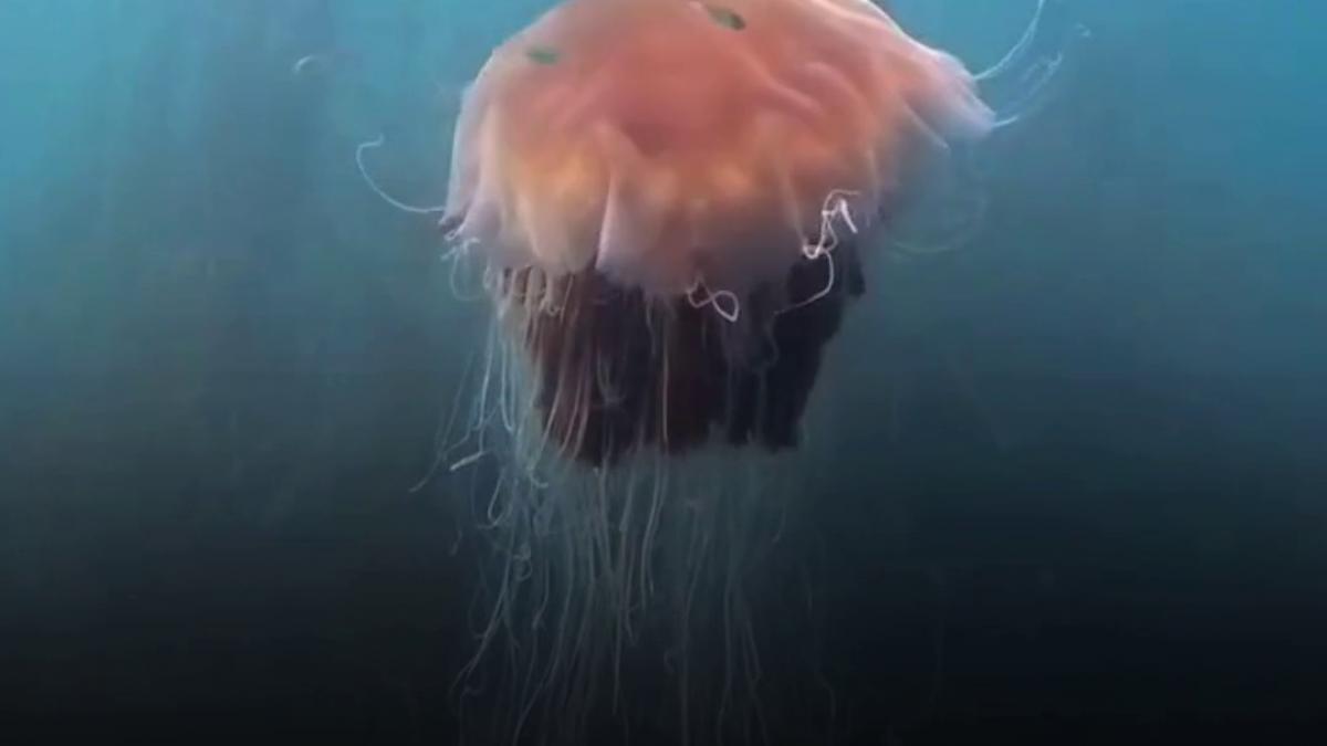 un scufundator de 21 de ani a filmat o meduza gigant mare cat un autobuz in largul tarii galilor
