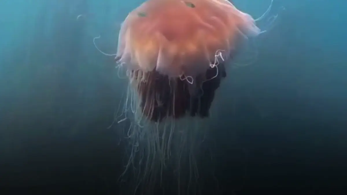 un scufundator de 21 de ani a filmat o meduza gigant mare cat un autobuz in largul tarii galilor