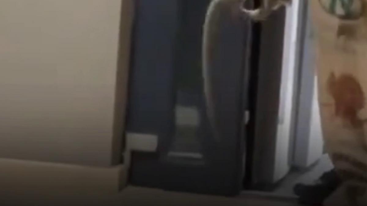 panica intr un restaurant din mamaia un sarpe a aparut printre clienti