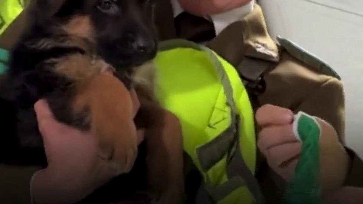 cei mai simpatici recruti ai politiei din chile cateii si au facut debutul la parada militara