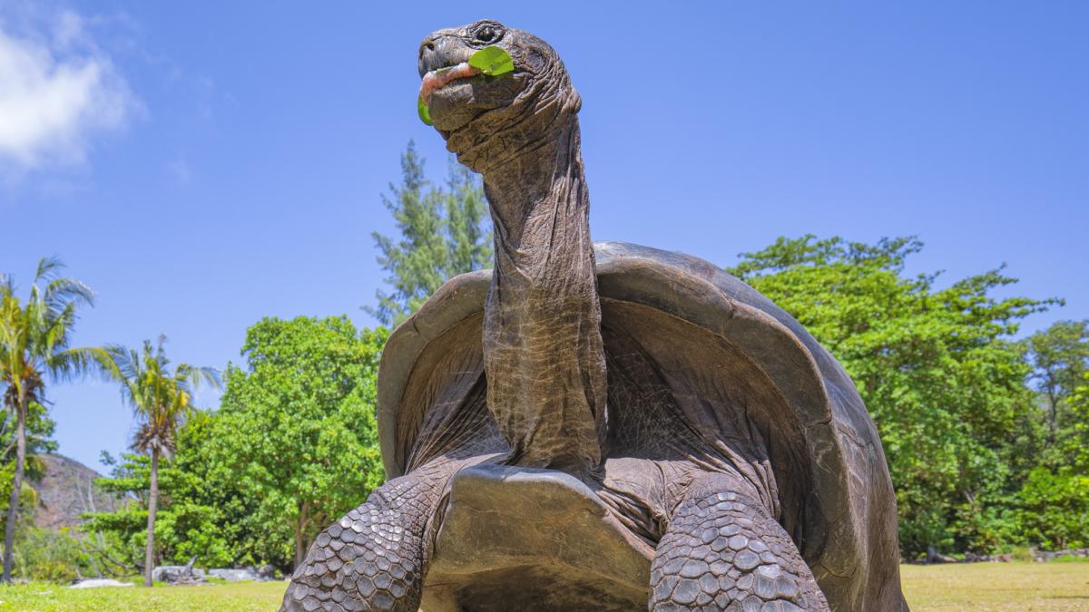 testoasele extraterestre s au intors pe insula din galapagos de unde au disparut in urma cu 150 de ani