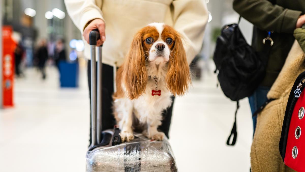 cu ce companii aeriene poti zbura cu cainele sau pisica in cabina clasamentul celor mai pet friendly din europa