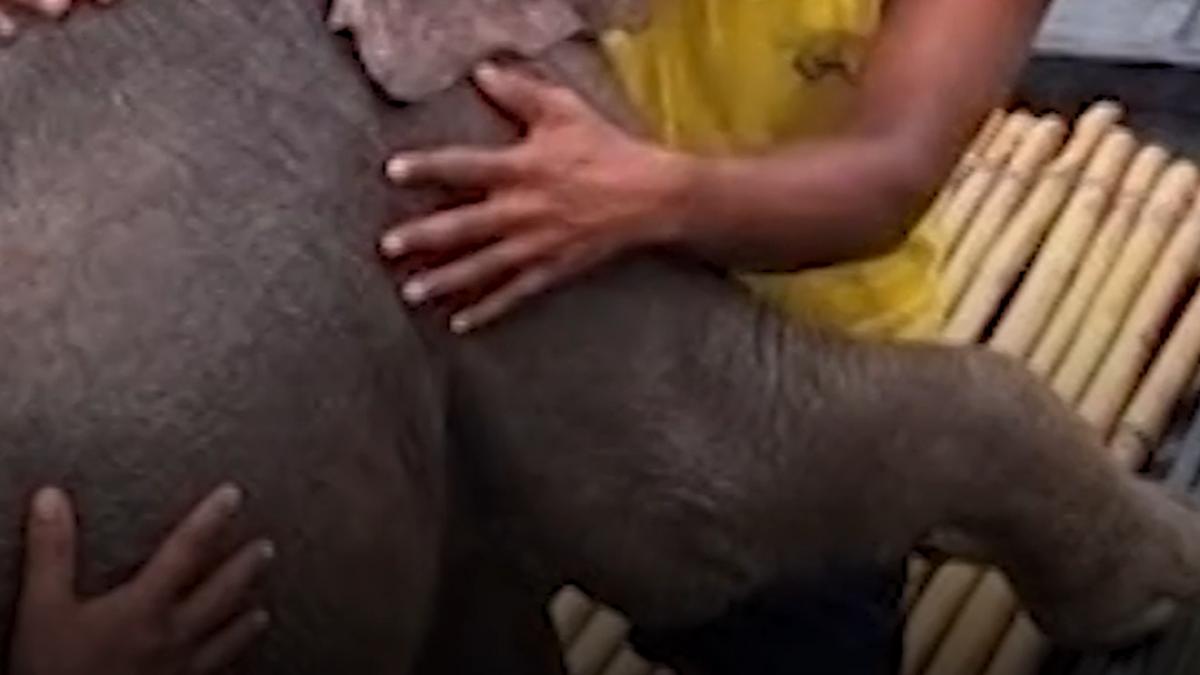 niste pescari au scos din apa un pui de elefant pe cale sa se inece intr un rau din india