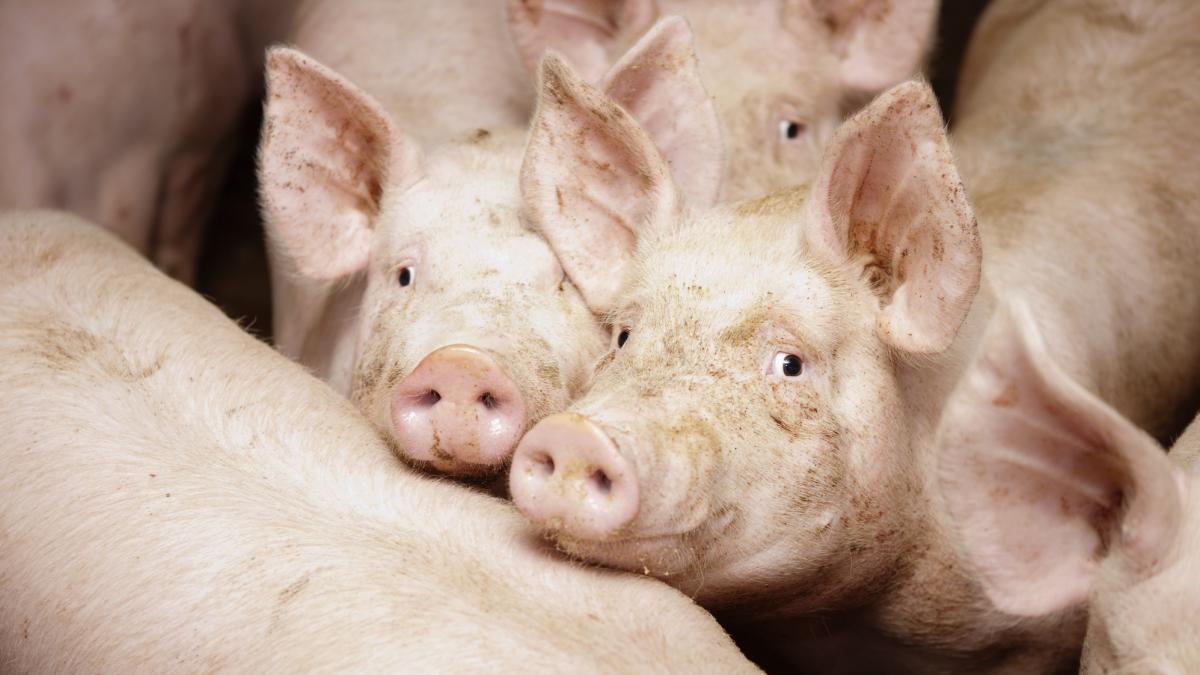 comisia europeana a aprobat un ajutor de stat de 11 milioane euro pentru crescatorii de porci din romania